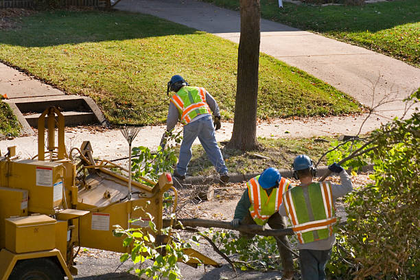 Tree Service Company in Denham Springs, LA